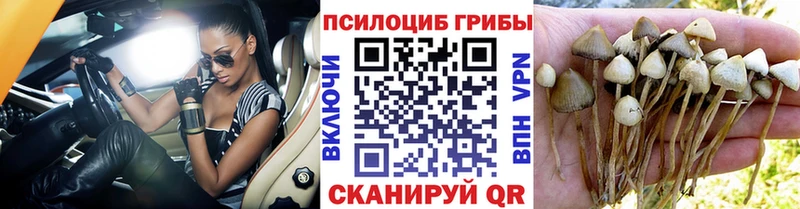 Купить  Сусуман  Псилоцибиновые грибы прущие грибы 